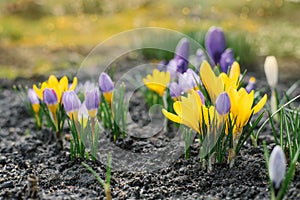 Lilac and yellow Crocus flowers bloom in the garden in early spring