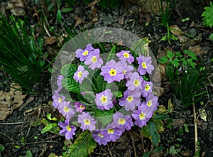 Lilac yellow primrose close up