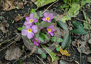 Lilac yellow primrose close up