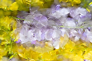 Lilac and yellow spring flowersWisteria and acacia blurred behind wet glass. Abstract soft, light floral background.