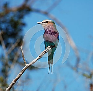 Lilacbreasted Roller photo