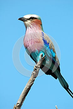 Lilacbreasted roller photo