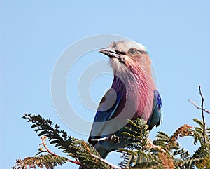 Lilacbreasted roller photo