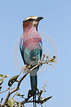 Lilacbreasted roller