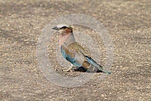 Lilacbreasted Roller