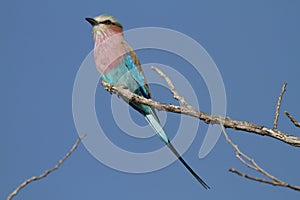 Lilacbreasted Roller