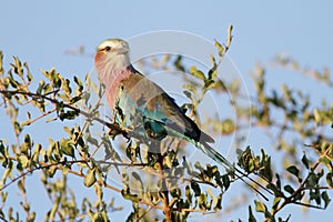 Lilacbreasted Roller photo