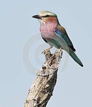 Lilacbreasted Roller
