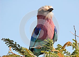 Lilacbreasted roller photo