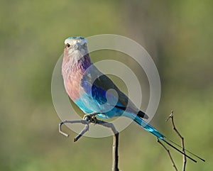 Lilacbreasted Roller
