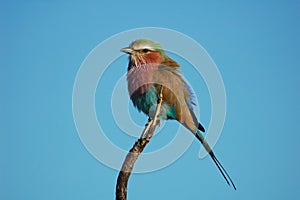 Lilacbreasted Roller photo