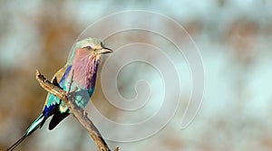 Lilacbreasted roller photo
