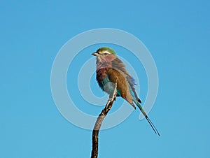 Lilacbreasted Roller in Africa photo