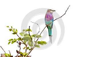 Lilacbreasted roller bird