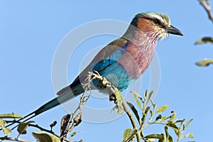 Lilacbreasted Roller - Botswana photo
