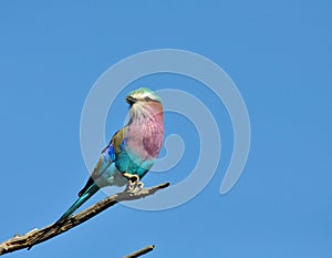 Lilacbreasted Roller photo