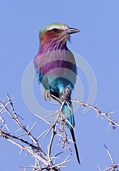 Colorful Bird - Lilacbreasted Roller - Namibia photo