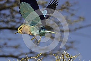 Lilacbreasted Roller (Coracias caudatus) photo