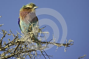 Lilacbreasted Roller (Coracias caudatus)