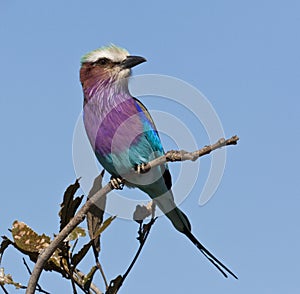 Lilacbreasted Roller - Okavango Delta