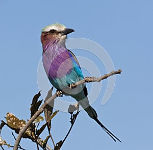 Lilacbreasted Roller - Okavango Delta photo