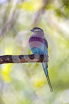 Lilacbreasted Roller - Okavango Delta - Botswana