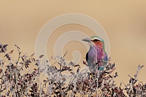 Lilacbreasted roller sit on a tree, etosha nationalpark, namibia photo