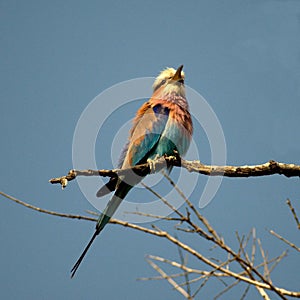 Lilacbreasted Roller photo