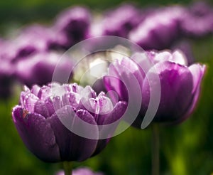 Lilaceous tulips photo