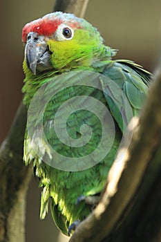 Lilacine amazon parrot