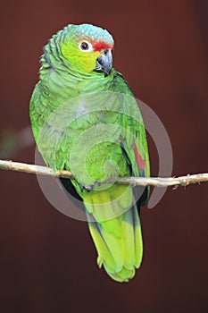 Lilacine amazon parrot