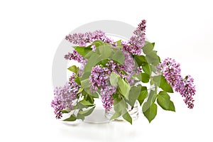 Lilacs