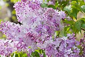 Lilacs photo