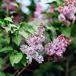 Lilacs