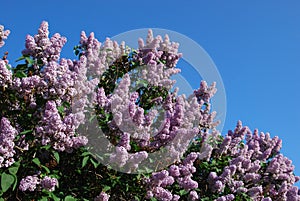 Lilacs photo