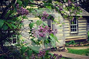 Lilacs