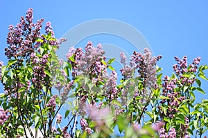 Lilacs against a blue sky background. Spring floral pattern