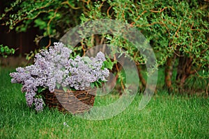Lilacs in basket on the green lawn in spring garden photo