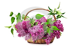Lilacs in a basket photo