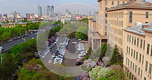 Lilacs blossom in Harbin, China