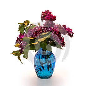 Lilacs in Blue Vase