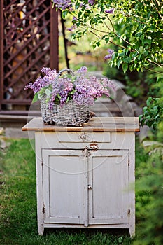 Lilacs bouquet in basket on vintage bureau in spring garden