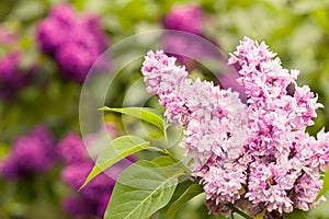 Lilacs photo