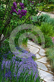 Lilacs and Phlox along a Garden path