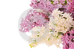Lilacs photo