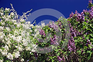 Lilacs and sky photo