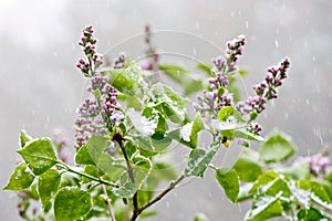 Lilacs in a snowfall