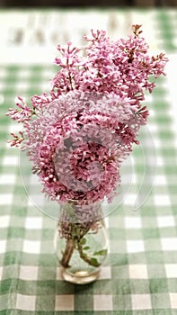 Lilacs in vase