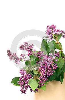 Lilacs on white photo