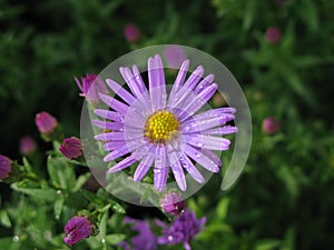 Lilak virginian aster photo